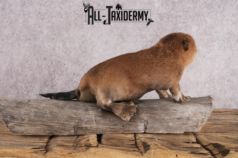 Baby beaver taxidermy mount for sale SKU 2712 - Image 3