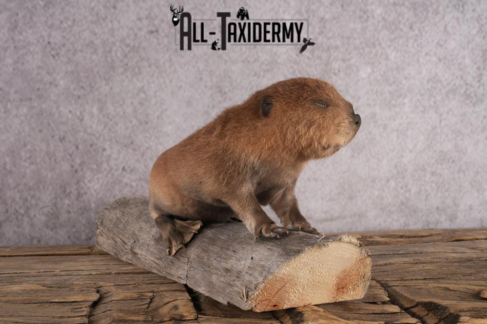 Baby beaver taxidermy mount for sale SKU 2712 - Image 2