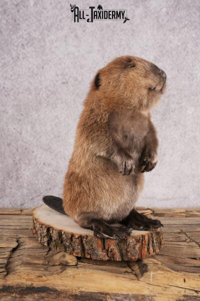 Baby Beaver Taxidermy