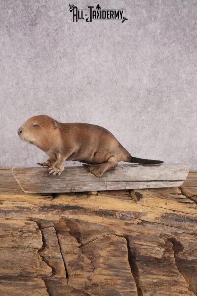 Baby beaver taxidermy mount for sale SKU 2709