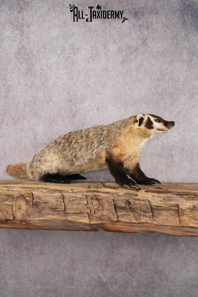 Badger taxidermy mount for sale SKU 2704