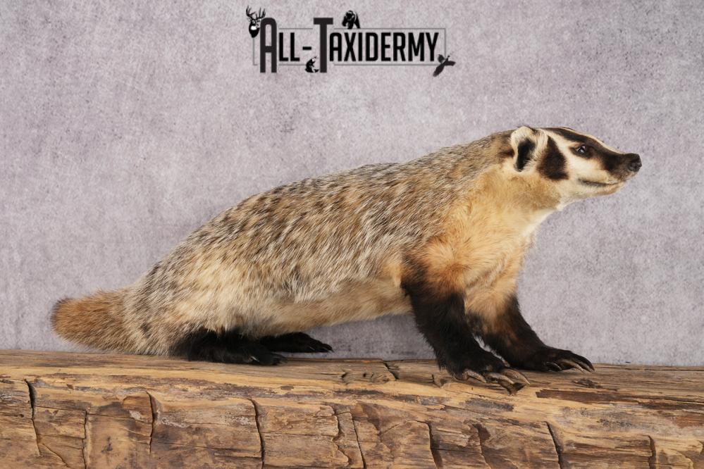 Badger taxidermy mount for sale SKU 2704 - Image 6
