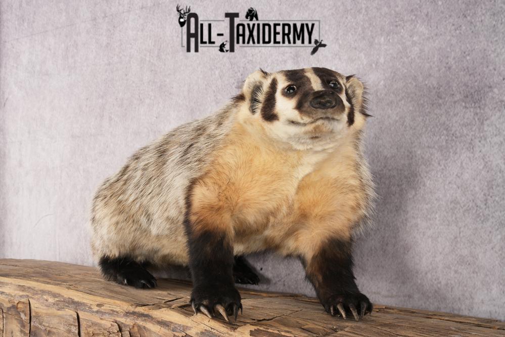 Badger taxidermy mount for sale SKU 2704 - Image 5