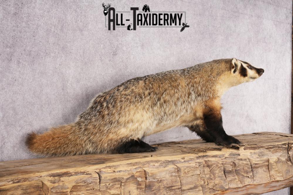 Badger taxidermy mount for sale SKU 2704 - Image 4
