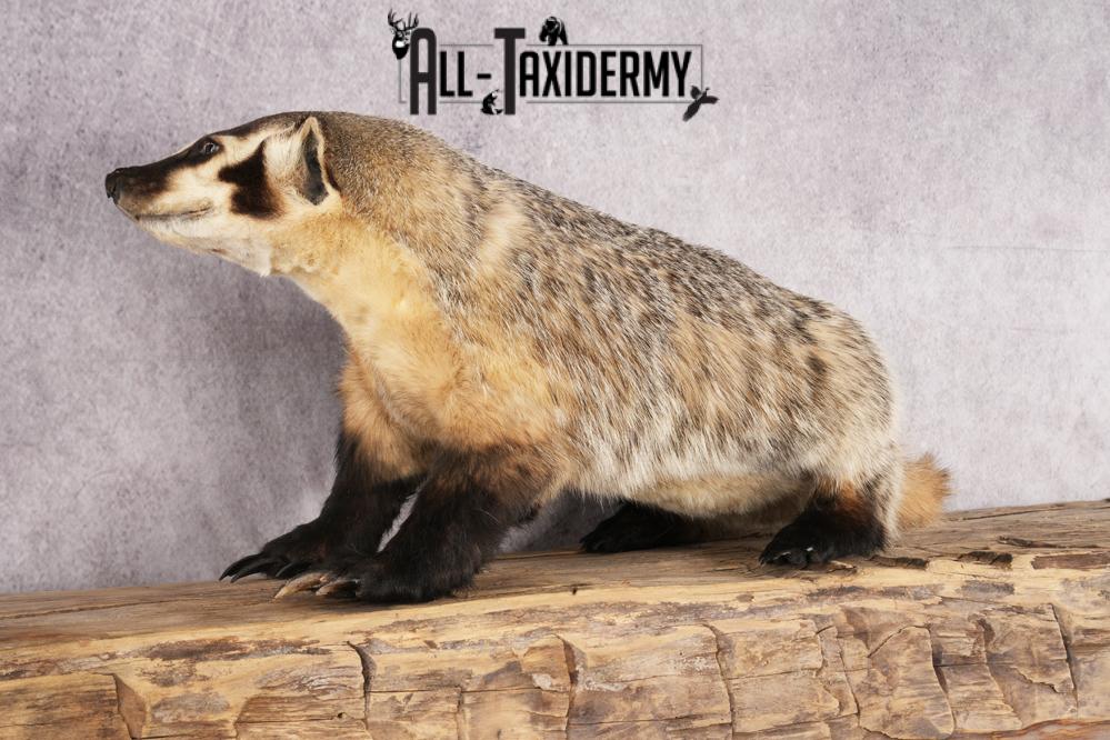 Badger taxidermy mount for sale SKU 2704 - Image 3