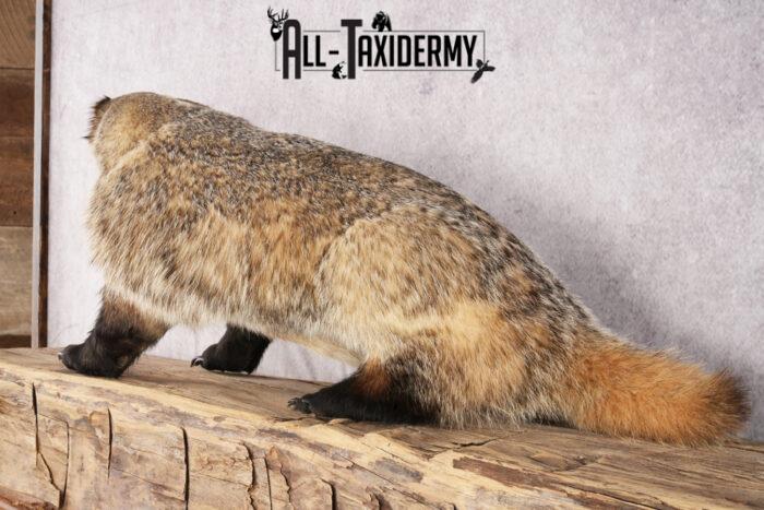 Badger Rug Mount Badger taxidermy mount for sale SKU 2704 - All Taxidermy