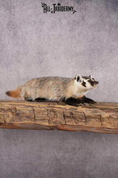 Badger taxidermy mount for sale SKU 2717