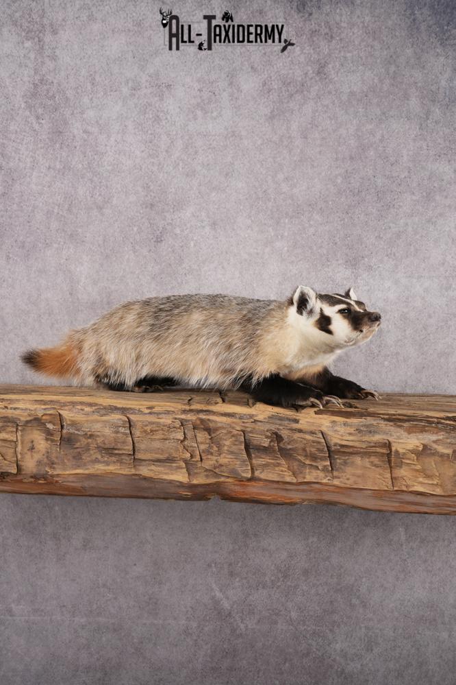 Badger taxidermy mount for sale SKU 2717
