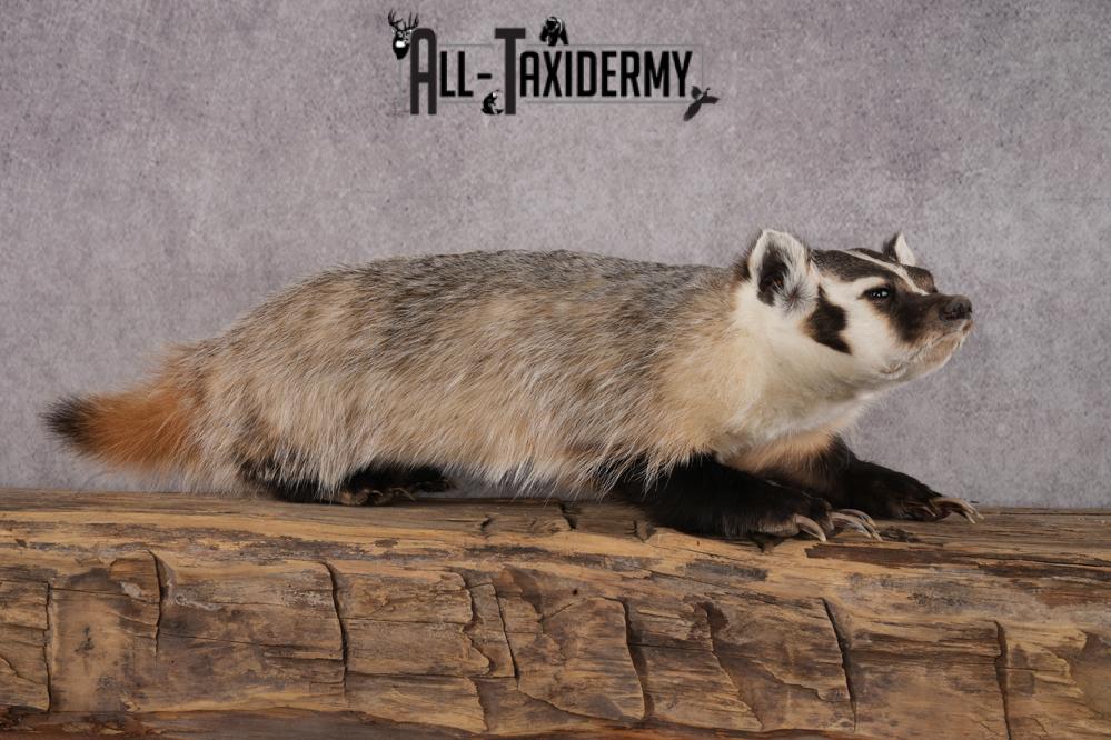 Badger taxidermy mount for sale SKU 2717 - Image 7