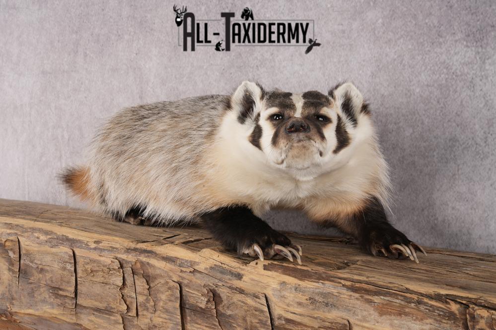 Badger taxidermy mount for sale SKU 2717 - Image 6