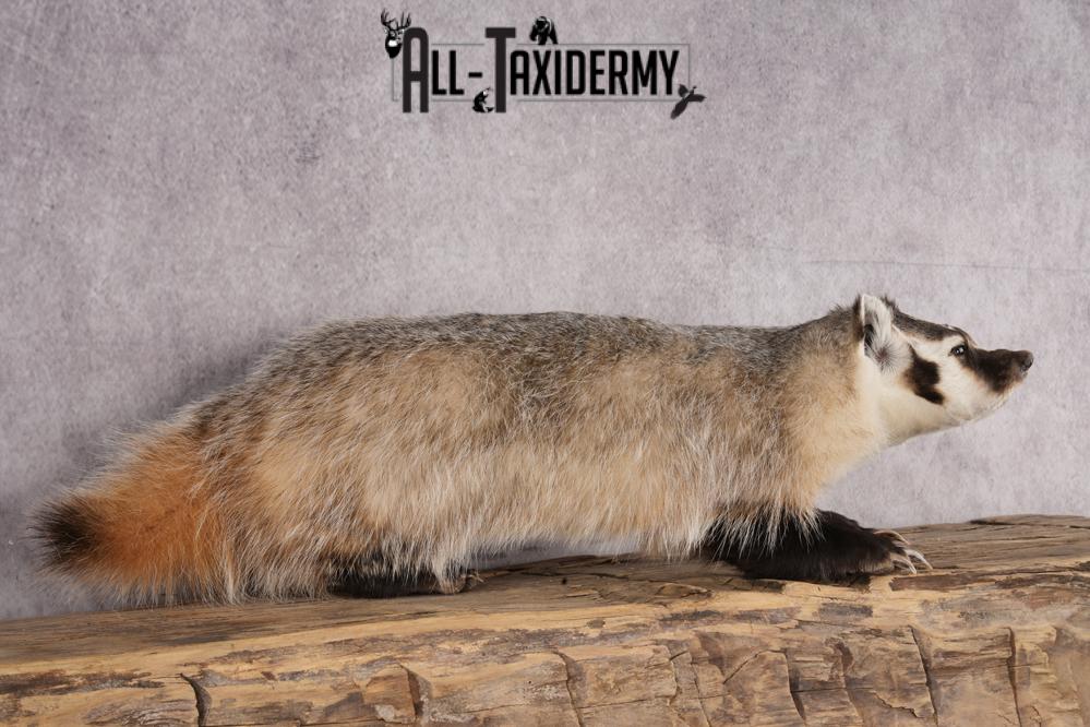Badger taxidermy mount for sale SKU 2717 - Image 5