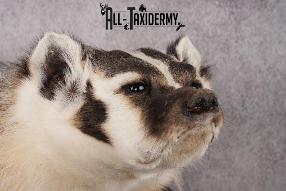 Badger taxidermy mount for sale SKU 2717 - Image 4