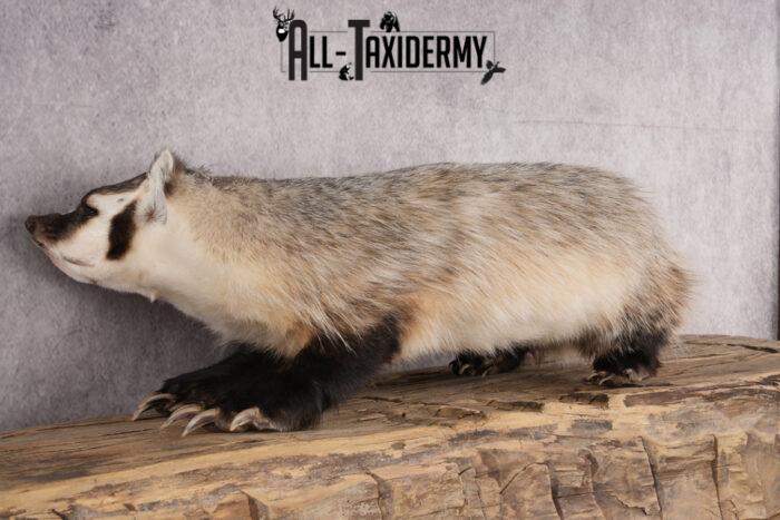 Badger Rug Mount Badger taxidermy mount for sale SKU 2717 - All Taxidermy
