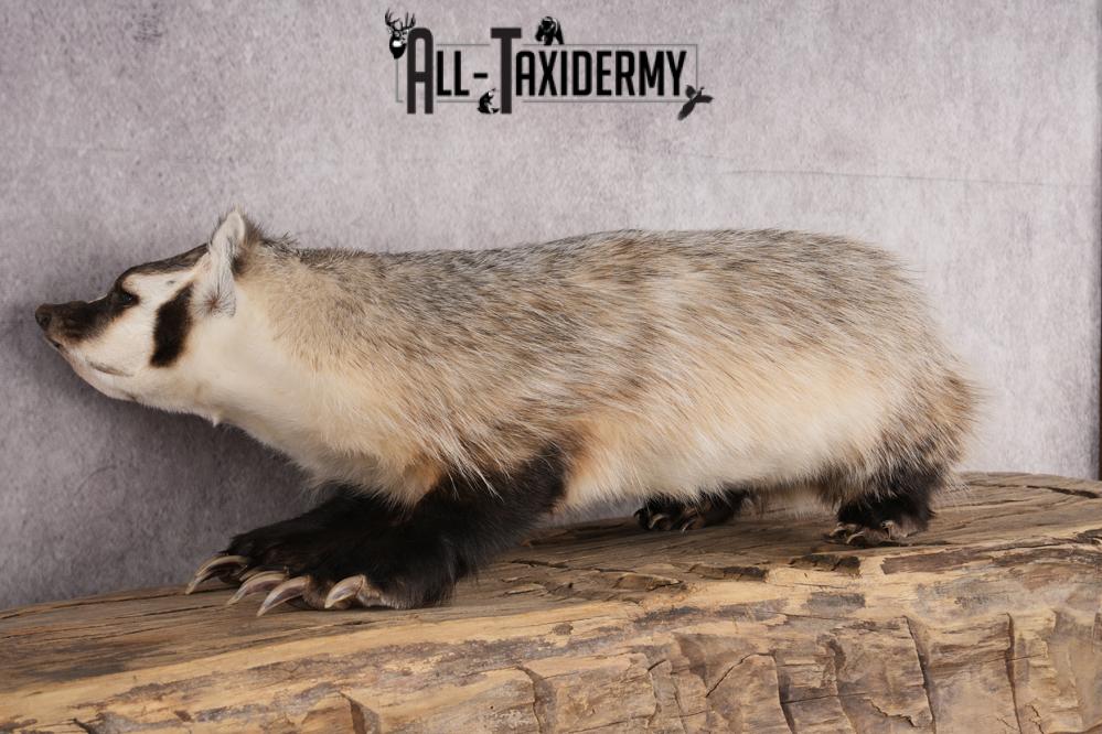 Badger taxidermy mount for sale SKU 2717 - Image 3