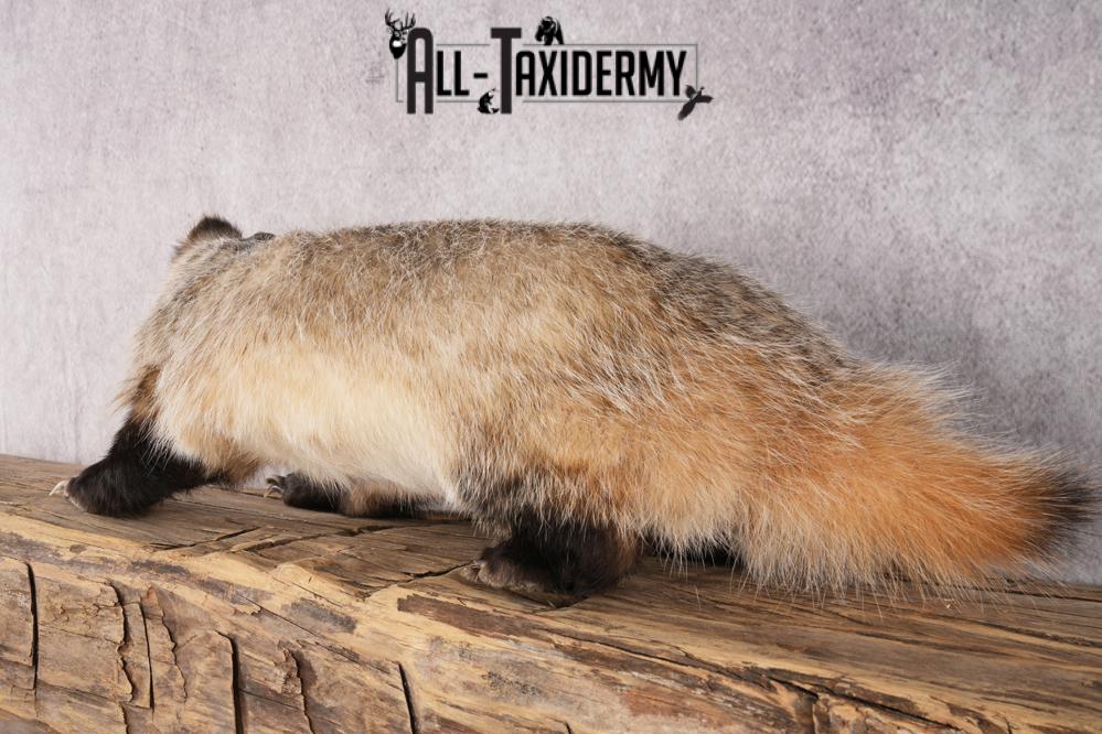 Badger taxidermy mount for sale SKU 2717 - Image 2