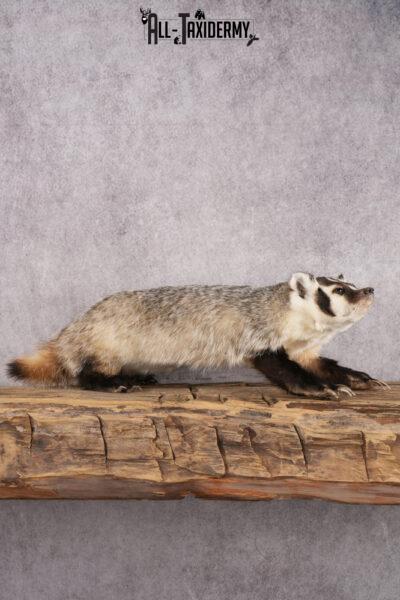 Badger Taxidermy Mount