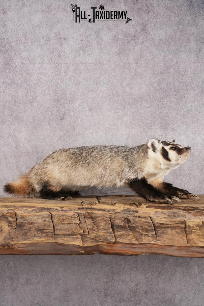 Badger Taxidermy Mount