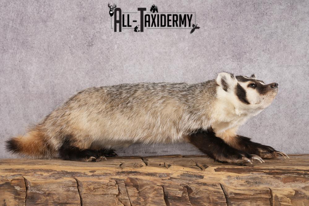 Badger taxidermy mount for sale SKU 2718 - Image 6