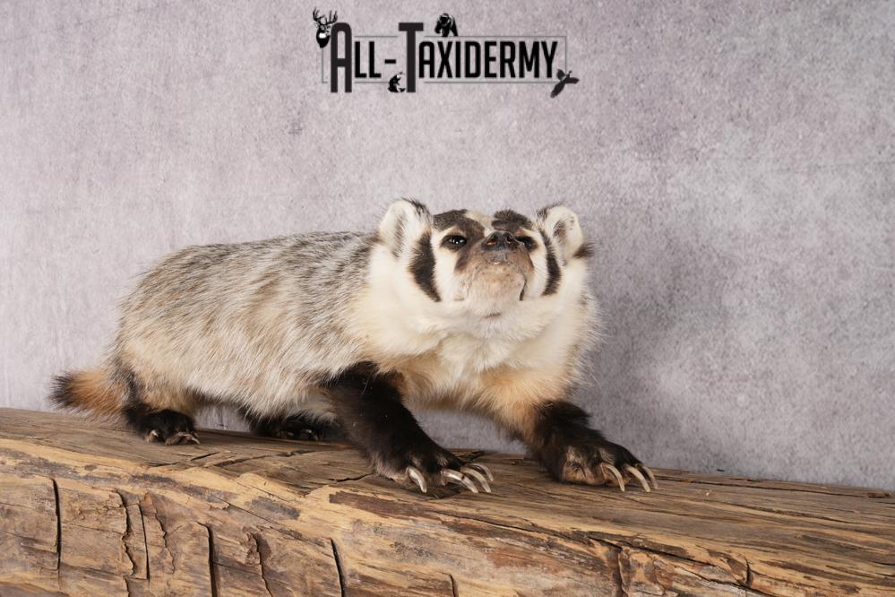 Badger taxidermy mount for sale SKU 2718 - Image 5