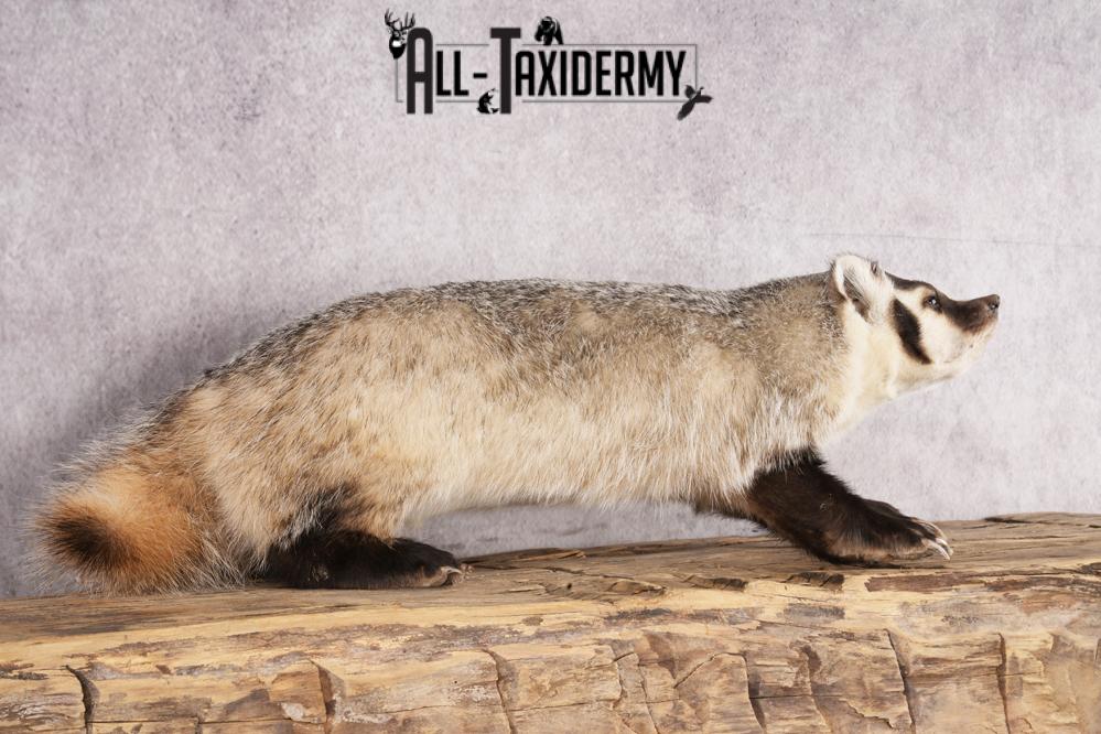 Badger taxidermy mount for sale SKU 2718 - Image 4