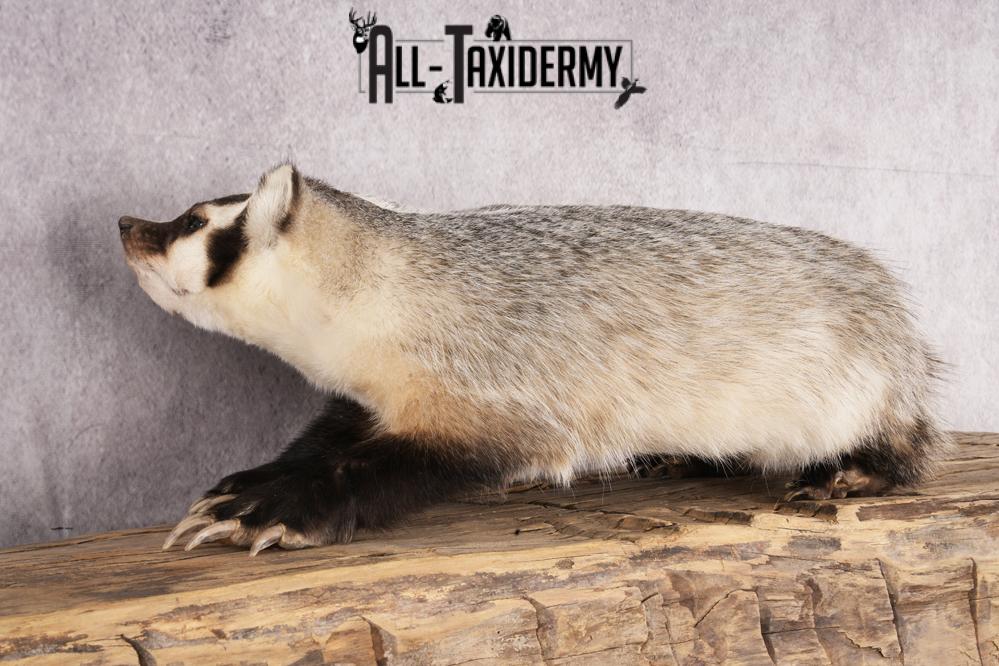 Badger taxidermy mount for sale SKU 2718 - Image 3