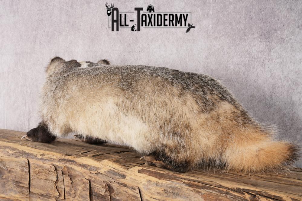 Badger taxidermy mount for sale SKU 2718 - Image 2