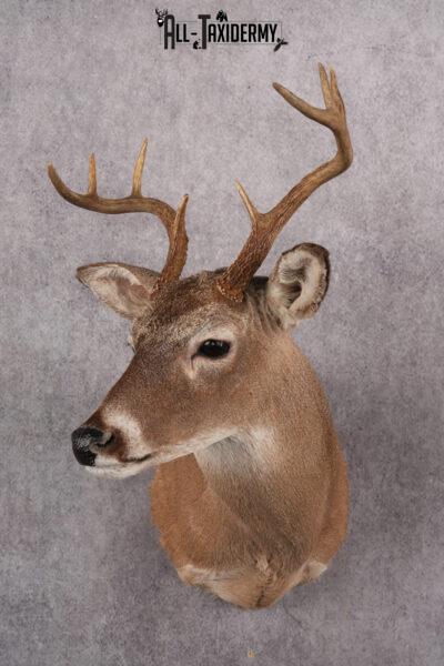 Coues Deer taxidermy mount for sale SKU 2700