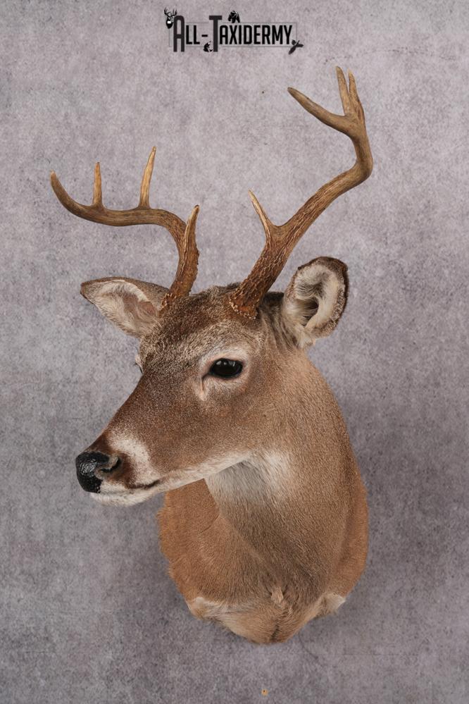 Coues Deer taxidermy mount for sale SKU 2700