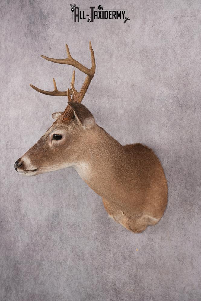 Coues Deer taxidermy mount for sale SKU 2700 - Image 8
