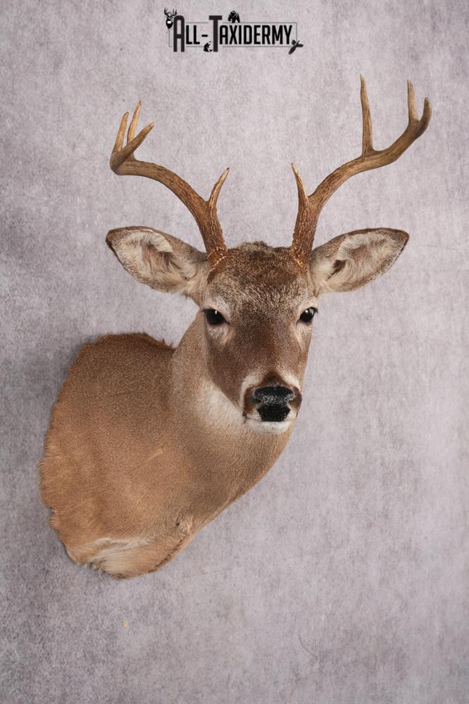 Coues Deer taxidermy mount for sale SKU 2700 - Image 7