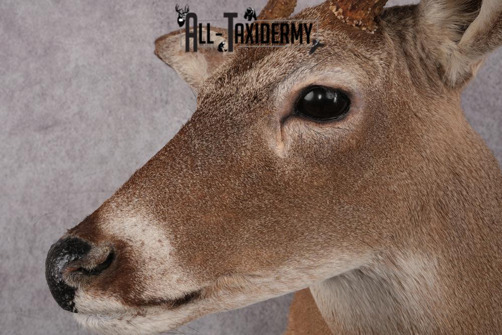 Coues Deer taxidermy mount for sale SKU 2700 - Image 6