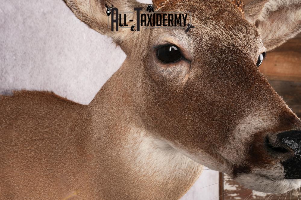 Coues Deer taxidermy mount for sale SKU 2700 - Image 5