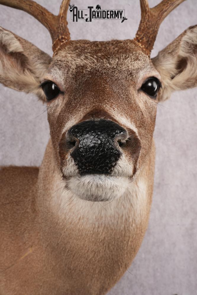 Coues Deer taxidermy mount for sale SKU 2700 - Image 4