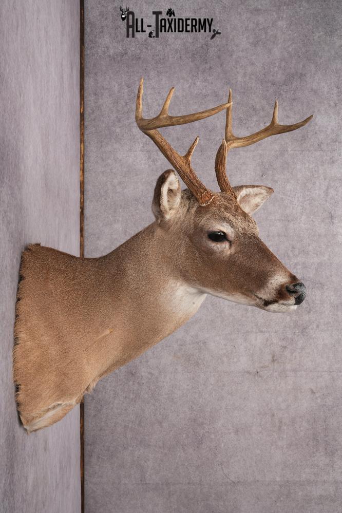 Coues Deer taxidermy mount for sale SKU 2700 - Image 3