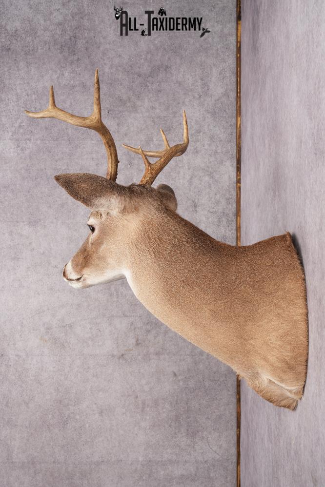 Coues Deer taxidermy mount for sale SKU 2700 - Image 2