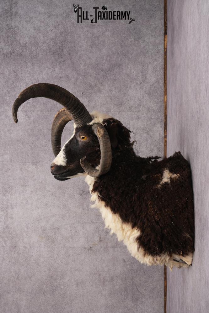 Jacobs 4 horn sheep taxidermy shoulder mount for sale SKU 2728 - Image 8