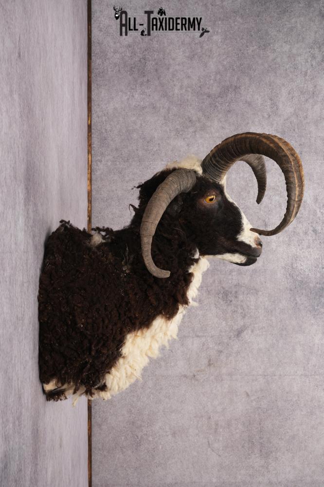 Jacobs 4 horn sheep taxidermy shoulder mount for sale SKU 2728 - Image 7