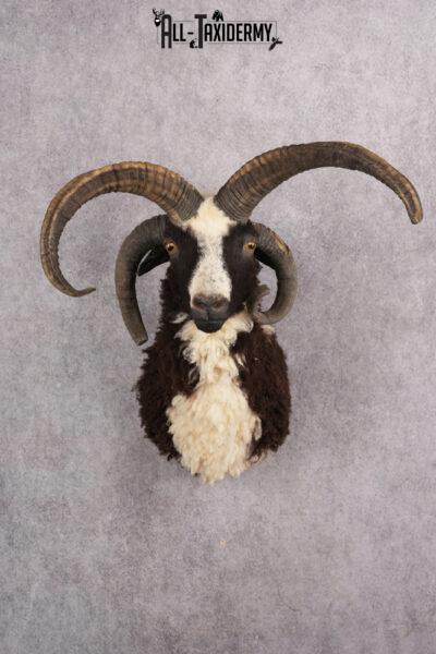 Jacobs 4 horn sheep taxidermy shoulder mount for sale SKU 2728