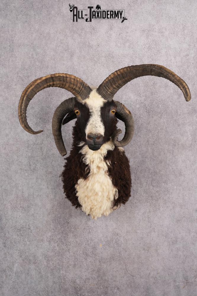 Jacobs 4 horn sheep taxidermy shoulder mount for sale SKU 2728