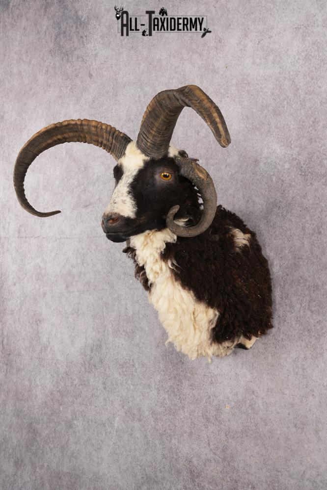 Jacobs 4 horn sheep taxidermy shoulder mount for sale SKU 2728 - Image 6