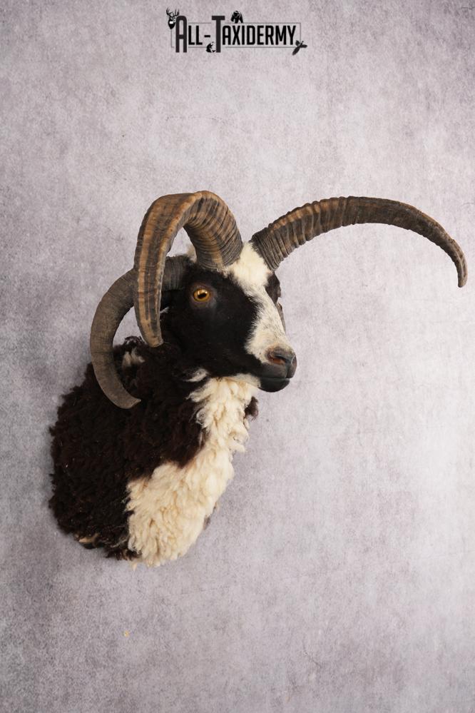 Jacobs 4 horn sheep taxidermy shoulder mount for sale SKU 2728 - Image 5