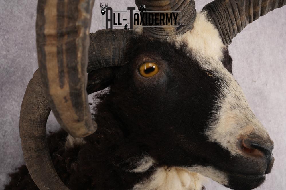 Jacobs 4 horn sheep taxidermy shoulder mount for sale SKU 2728 - Image 4