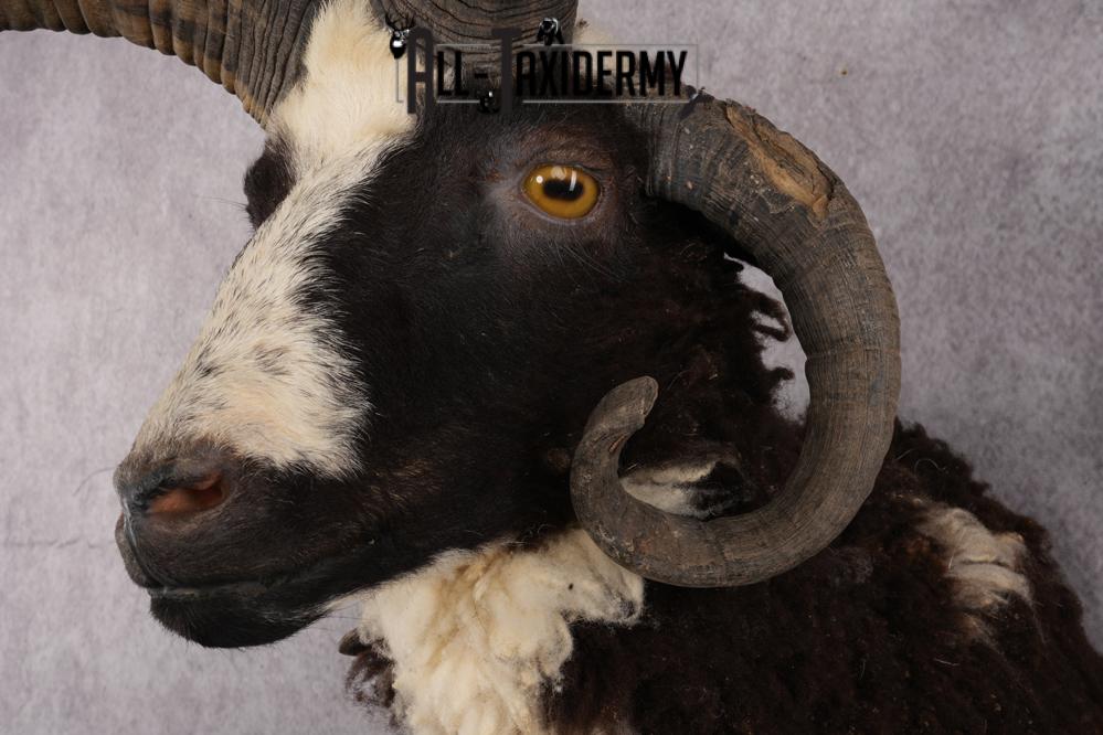 Jacobs 4 horn sheep taxidermy shoulder mount for sale SKU 2728 - Image 3