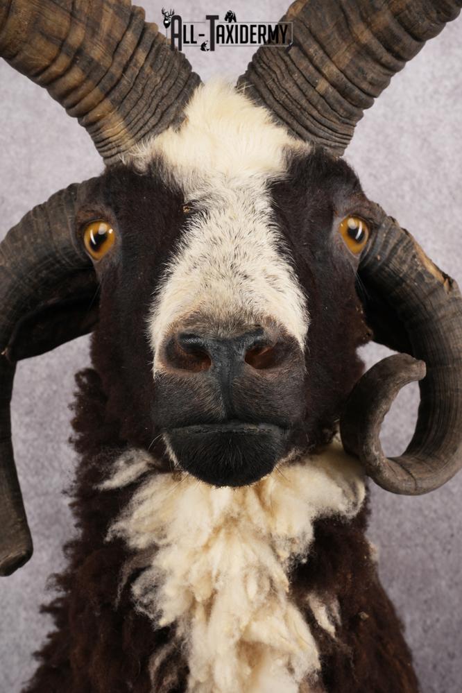Jacobs 4 horn sheep taxidermy shoulder mount for sale SKU 2728 - Image 2