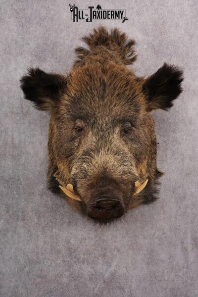 Russian Hog taxidermy shoulder mount for sale SKU 2733