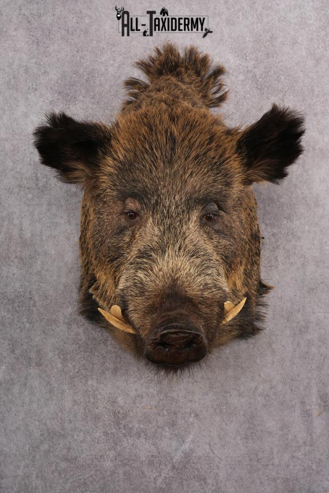 Russian Hog taxidermy shoulder mount for sale SKU 2733