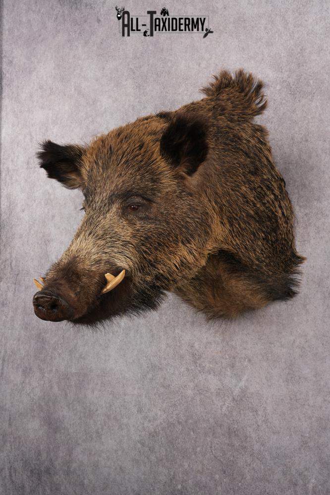 Russian Hog taxidermy shoulder mount for sale SKU 2733 - Image 8