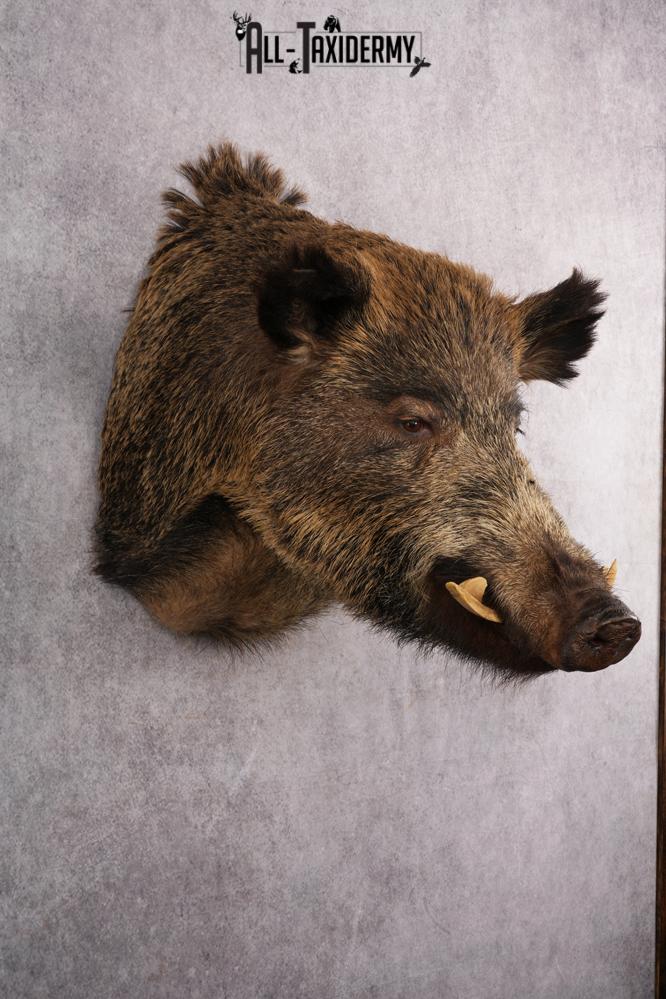 Russian Hog taxidermy shoulder mount for sale SKU 2733 - Image 7