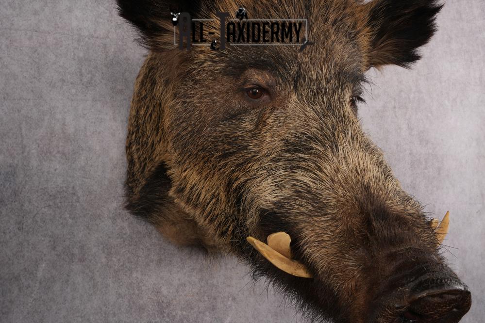 Russian Hog taxidermy shoulder mount for sale SKU 2733 - Image 6
