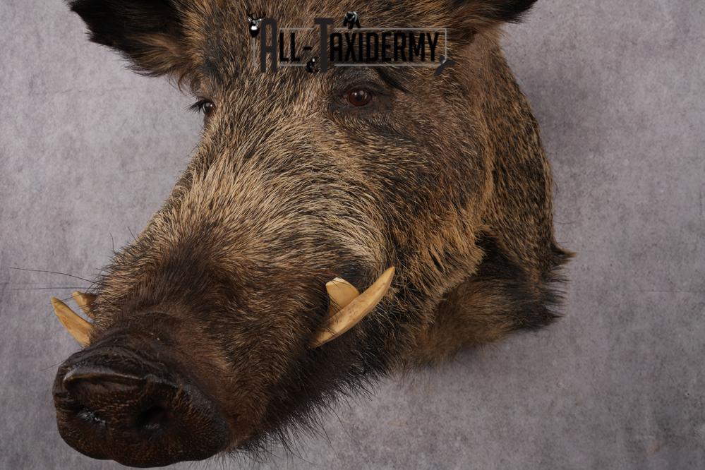 Russian Hog taxidermy shoulder mount for sale SKU 2733 - Image 5